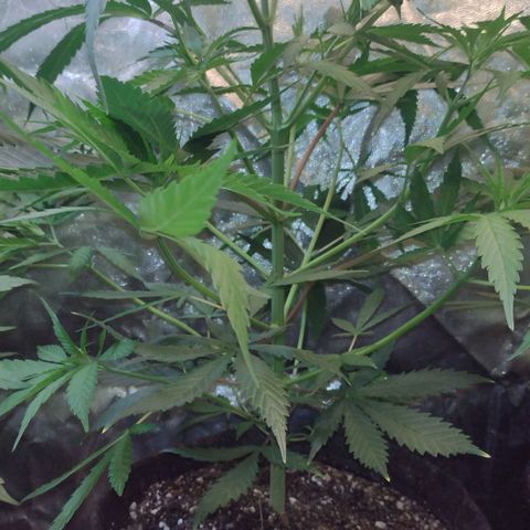 Jamaica Grape growlog timeline photo