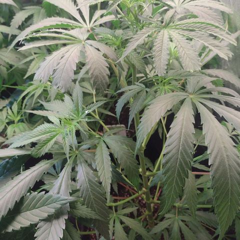 Jamaica Grape growlog timeline photo