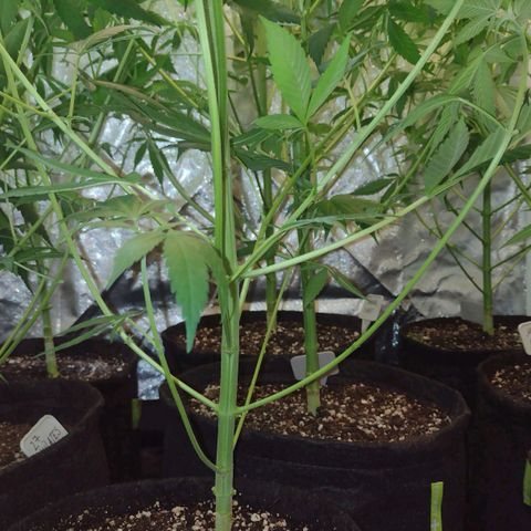 Jamaica Grape growlog photo: Desfolhamento
