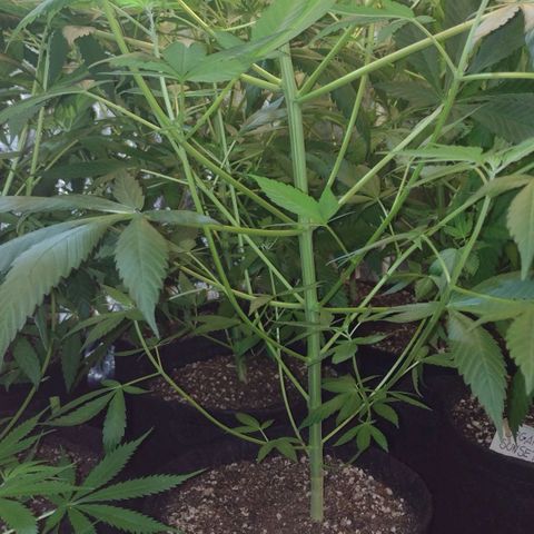 Jamaica Grape growlog photo: Desfolhamento
