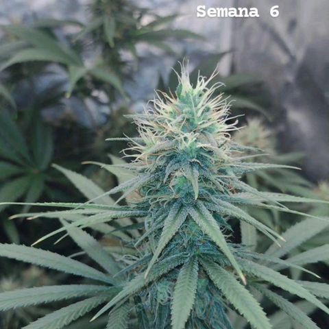 Jamaica Grape growlog photo: 6° Semana