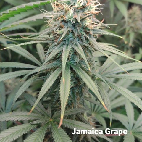 Jamaica Grape growlog timeline photo