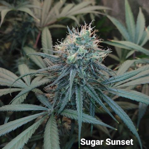 Jamaica Grape growlog timeline photo