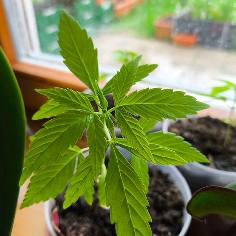 Purple Queen growlog photo: Looking gut but stuckt a Little bit, Not mich growth the last few days