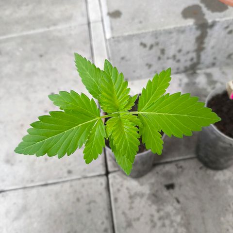 Candy Kush Express growlog timeline photo