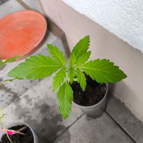 Special Queen #1 growlog timeline photo