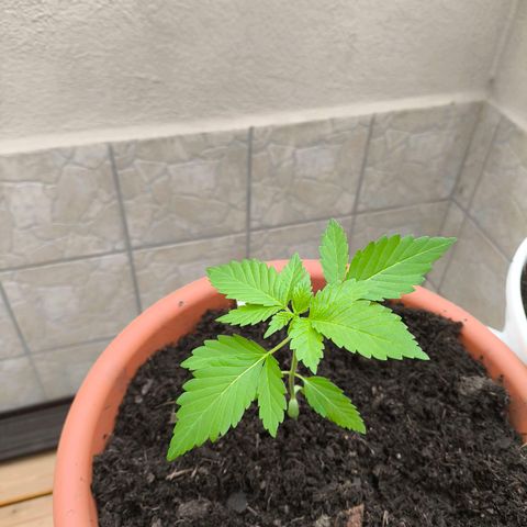 Candy Kush Express growlog timeline photo