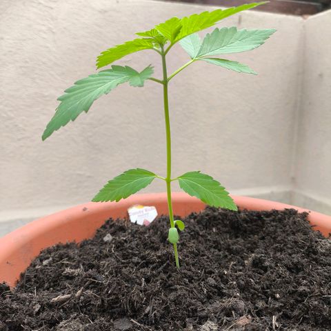 Candy Kush Express growlog timeline photo