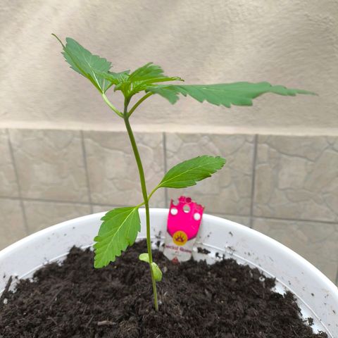 Special Queen #1 growlog timeline photo