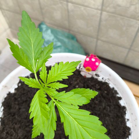 Special Queen #1 growlog timeline photo