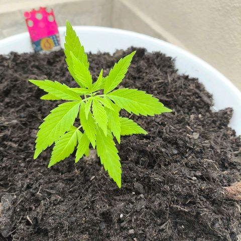 Purple Queen growlog timeline photo