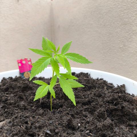 Purple Queen growlog timeline photo