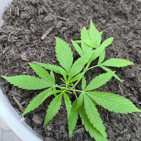 Purple Queen growlog timeline photo