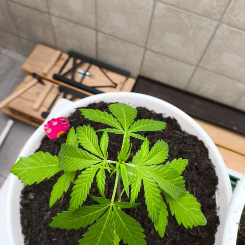 Special Queen #1 growlog timeline photo
