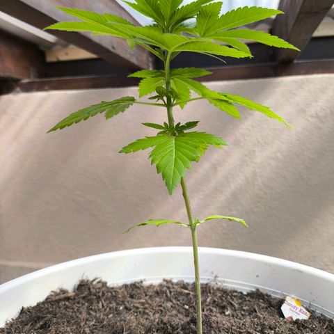 Candy Kush Express growlog timeline photo