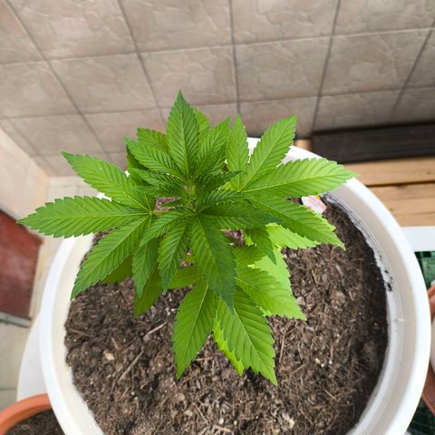 Candy Kush Express growlog timeline photo