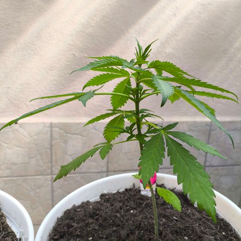 Special Queen #1 growlog timeline photo