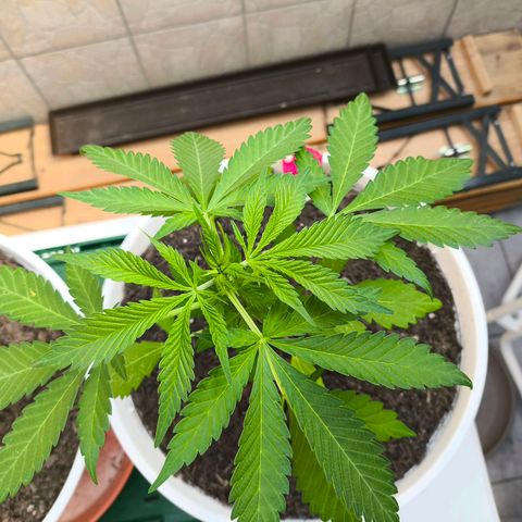 Special Queen #1 growlog timeline photo