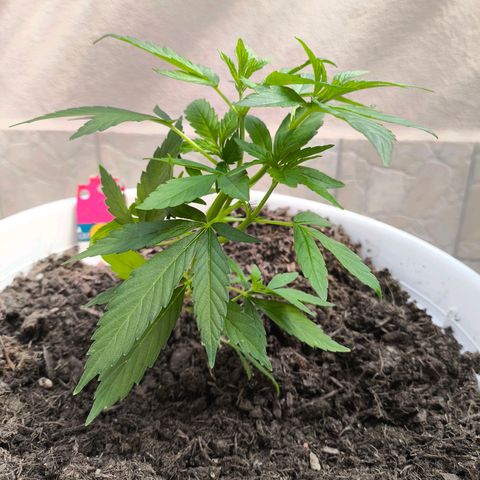 Purple Queen growlog timeline photo