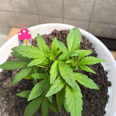 Purple Queen growlog timeline photo