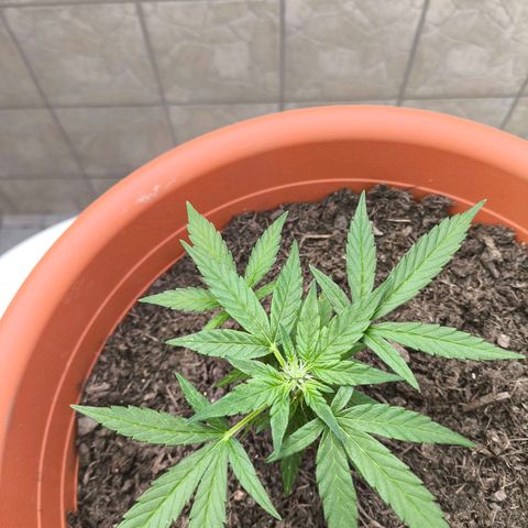 Smallest plant ever  growlog timeline photo