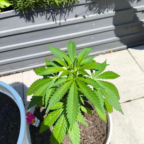 Special Queen #1 growlog timeline photo