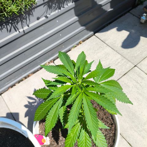 Special Queen #1 growlog timeline photo