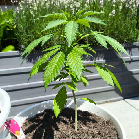 Special Queen #1 growlog timeline photo