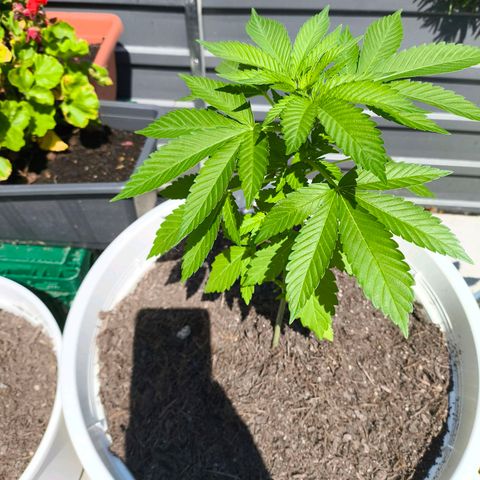Candy Kush Express growlog timeline photo