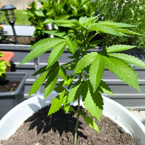 Candy Kush Express growlog timeline photo