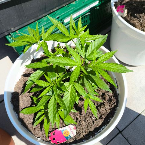 Purple Queen growlog timeline photo