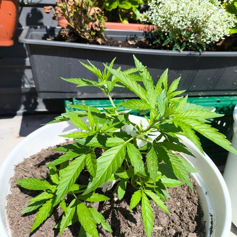 Purple Queen growlog timeline photo