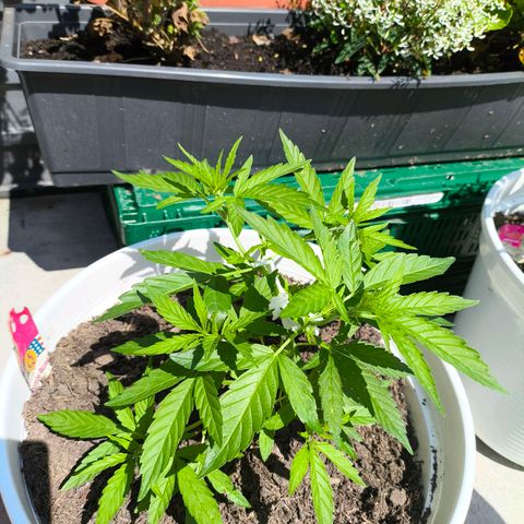 Purple Queen growlog timeline photo