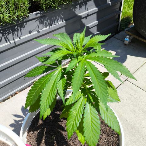 Special Queen #1 growlog timeline photo