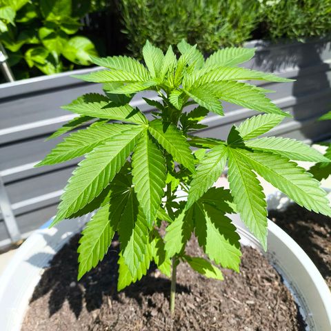 Candy Kush Express growlog timeline photo