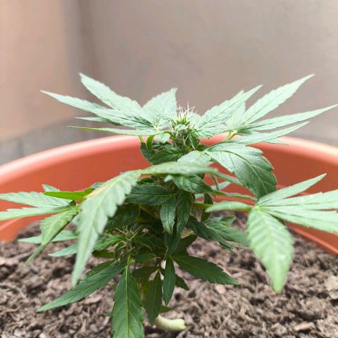 Smallest plant ever  growlog timeline photo