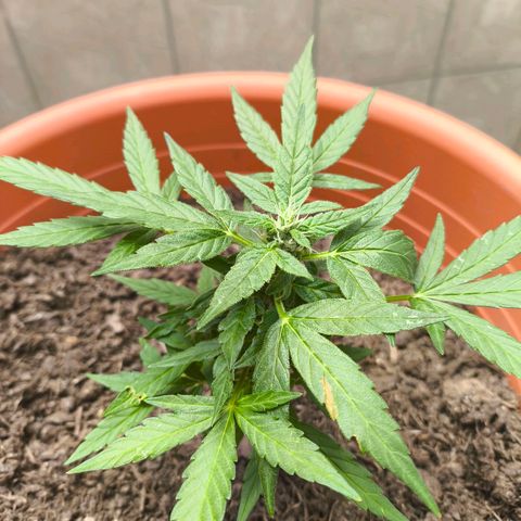 Smallest plant ever  growlog timeline photo