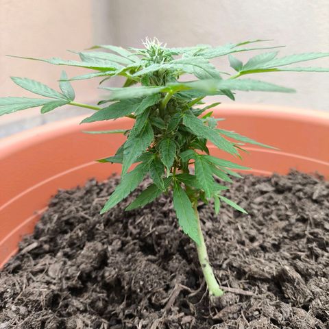 Smallest plant ever  growlog timeline photo