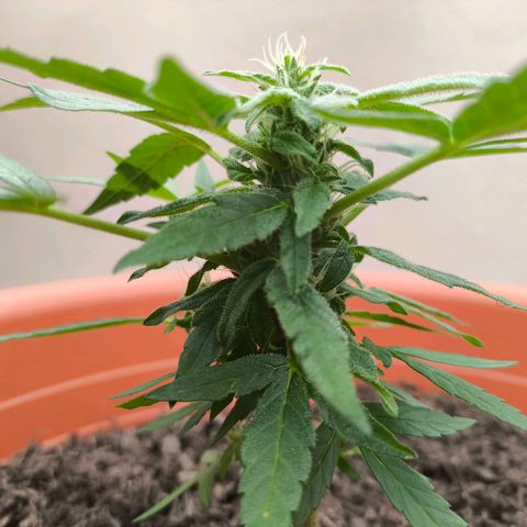 Smallest plant ever  growlog timeline photo