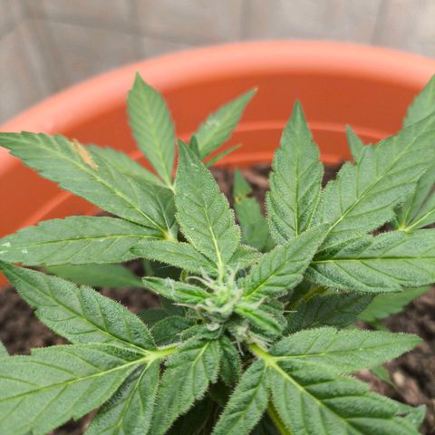 Smallest plant ever  growlog timeline photo