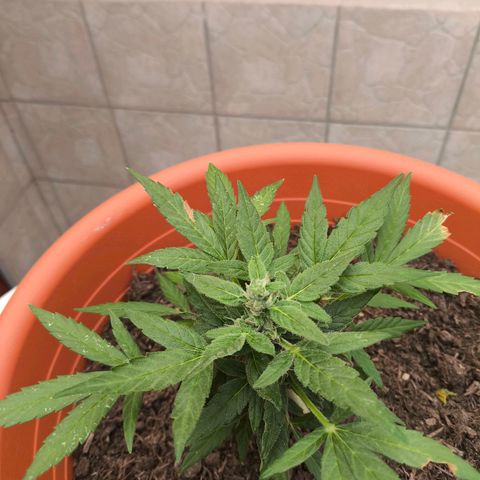 Smallest plant ever  growlog photo: Think he s ready for mom spaghetty, One time smoke and hes done 🫡