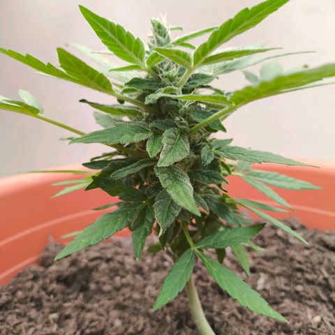 Smallest plant ever  growlog photo: Think he s ready for mom spaghetty, One time smoke and hes done 🫡