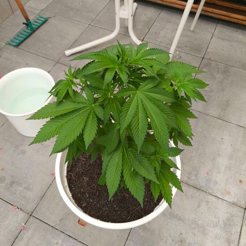 Candy Kush Express growlog photo: The Lady Is dooing good