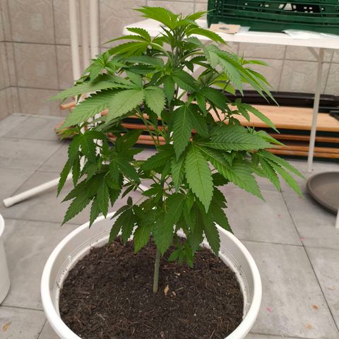 Candy Kush Express growlog photo: The Lady Is dooing good