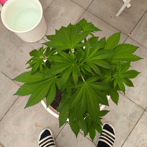 Candy Kush Express growlog photo: The Lady Is dooing good