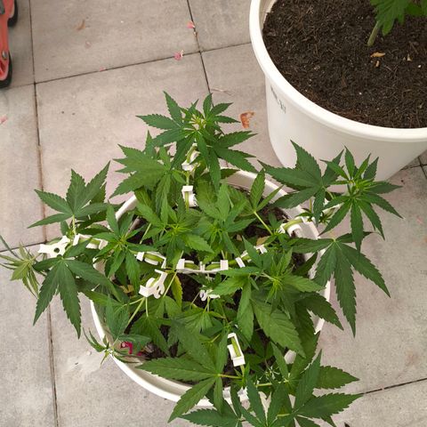 Purple Queen growlog timeline photo