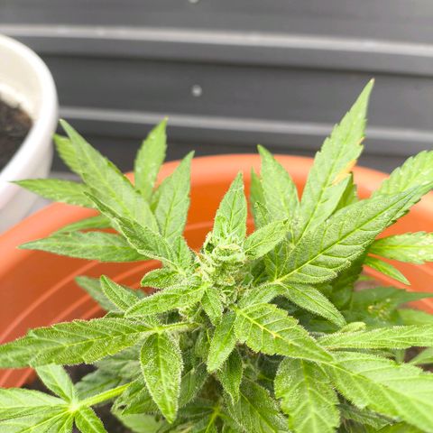 Smallest plant ever  growlog timeline photo