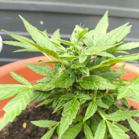 Smallest plant ever  growlog timeline photo