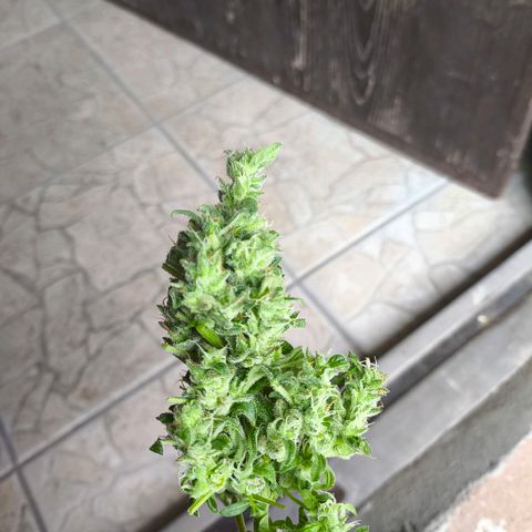 Smallest plant ever  growlog timeline photo