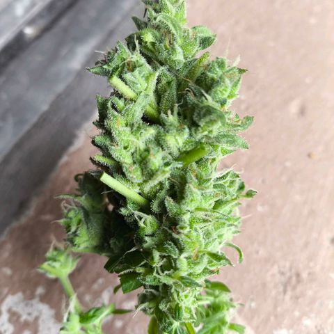 Smallest plant ever  growlog timeline photo